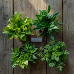 Four potted plants on a wooden wall with a label. Durable Plant Labels: Waterproof & UV-Resistant