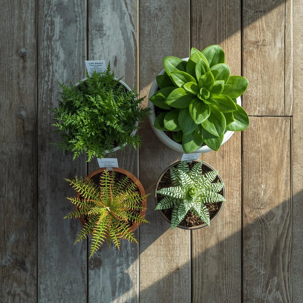 Four potted plants on a wooden surface. Durable Plant Labels: Waterproof & UV-Resistant