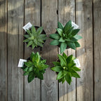 Four potted green succulents on a wooden surface, Durable Plant Labels: Waterproof & UV-Resistant
