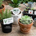 Collection of potted plants with labels on a wooden surface